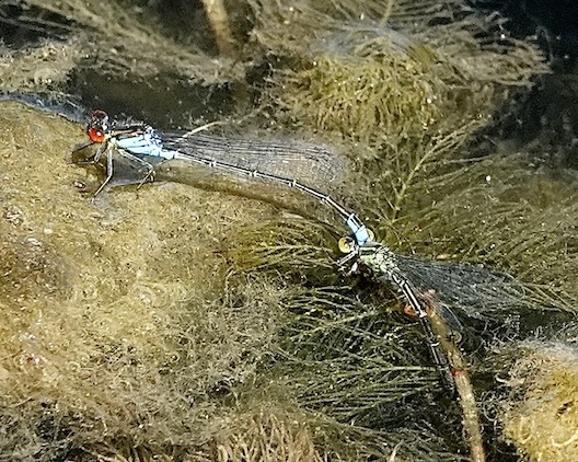 small red-eyed damselfly